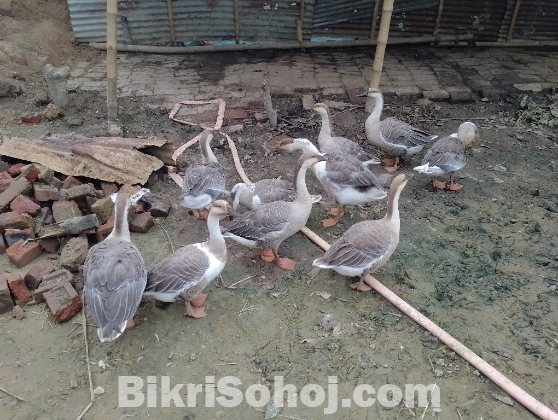 রাজ হাস